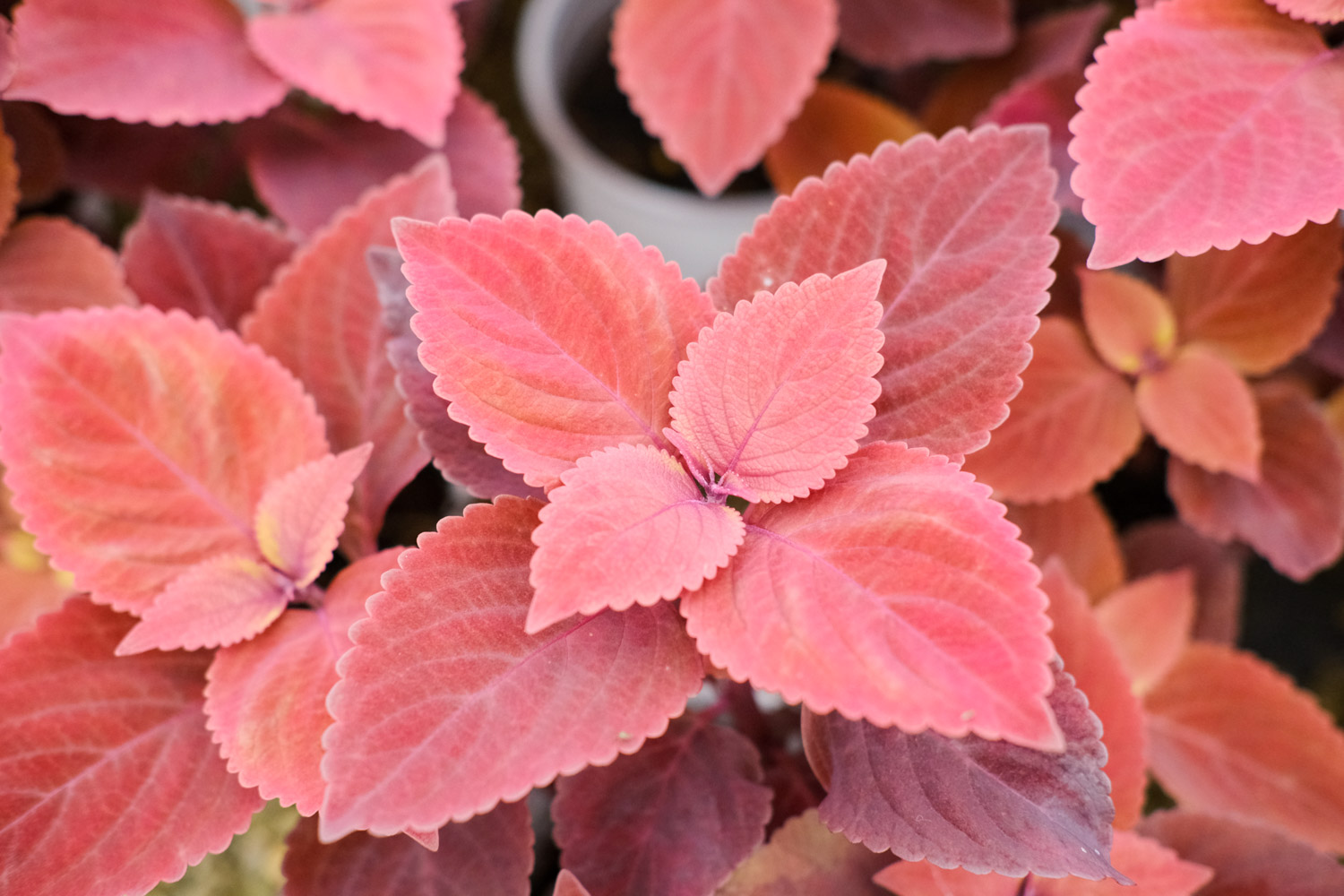 Coleus