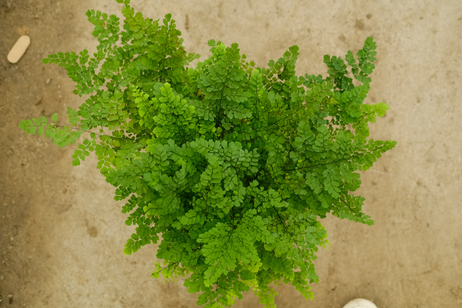 Adiantum