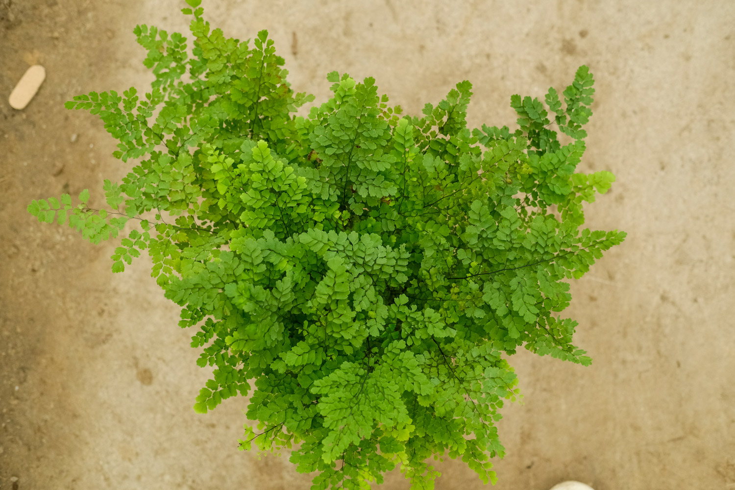 Adiantum