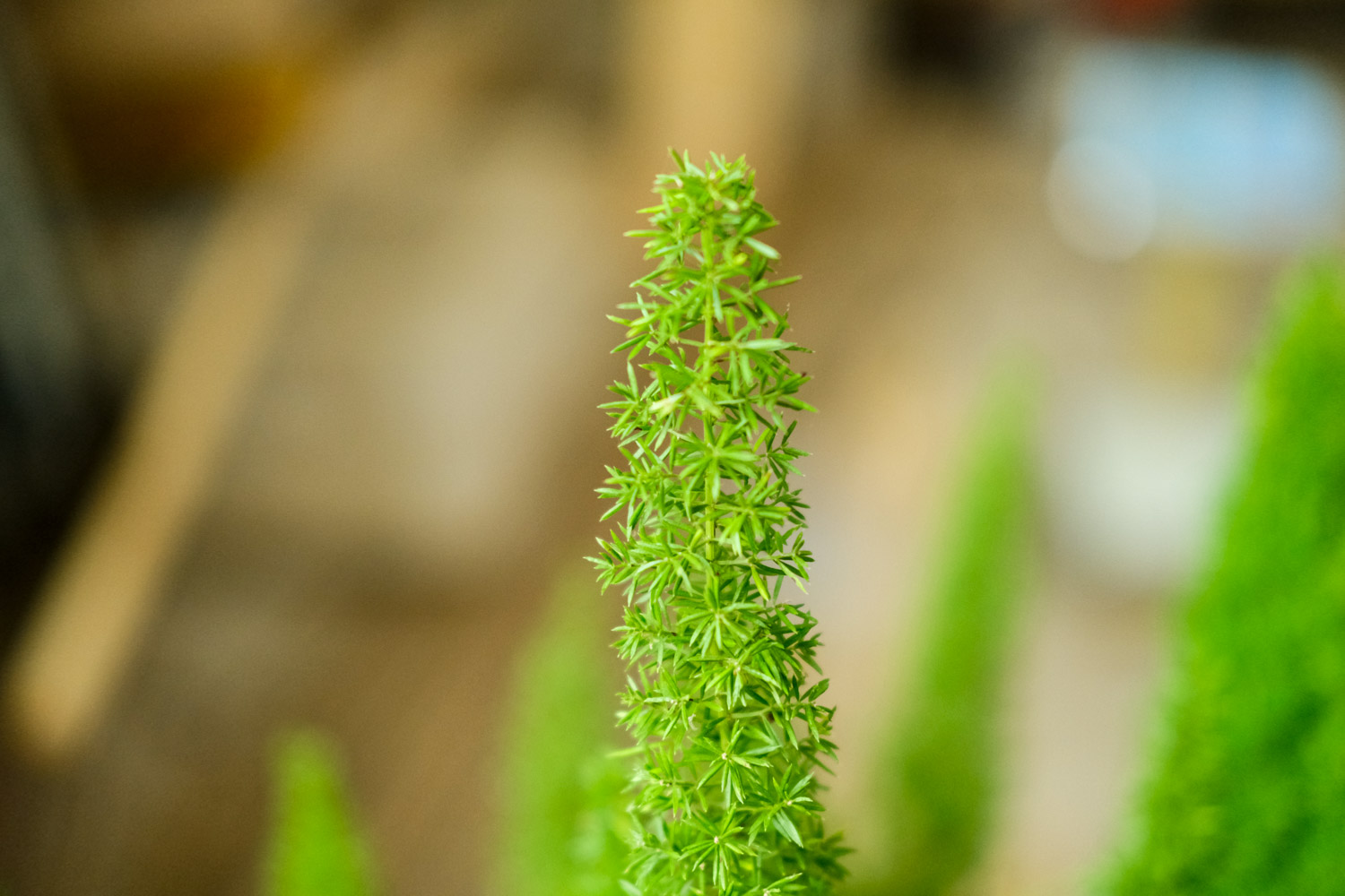 Foxtail asparagus