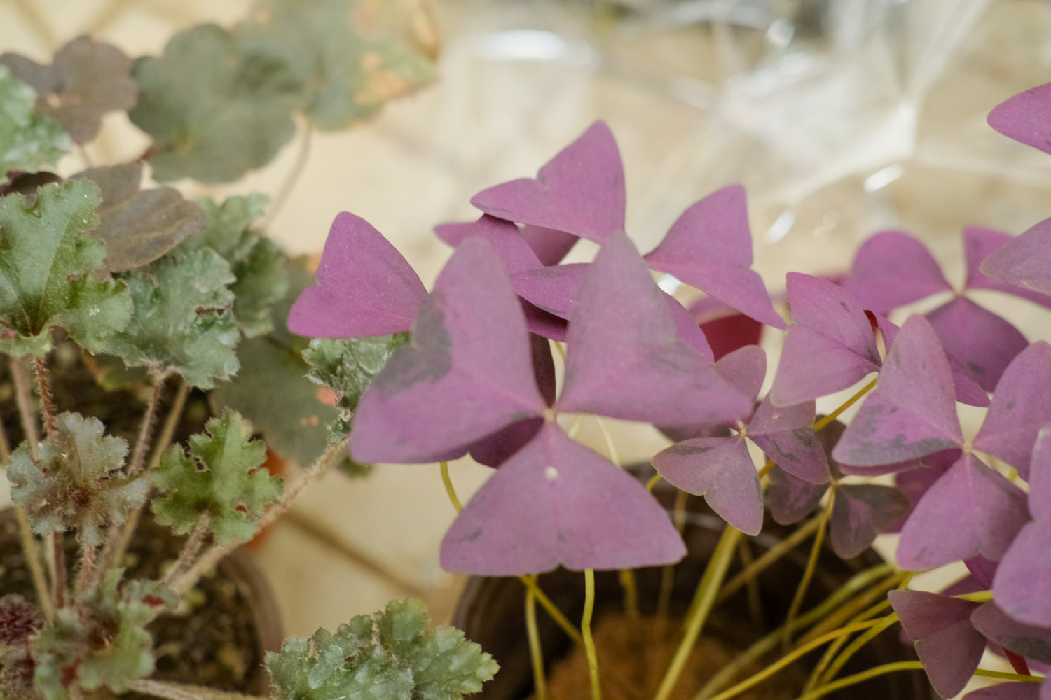 Oxalis