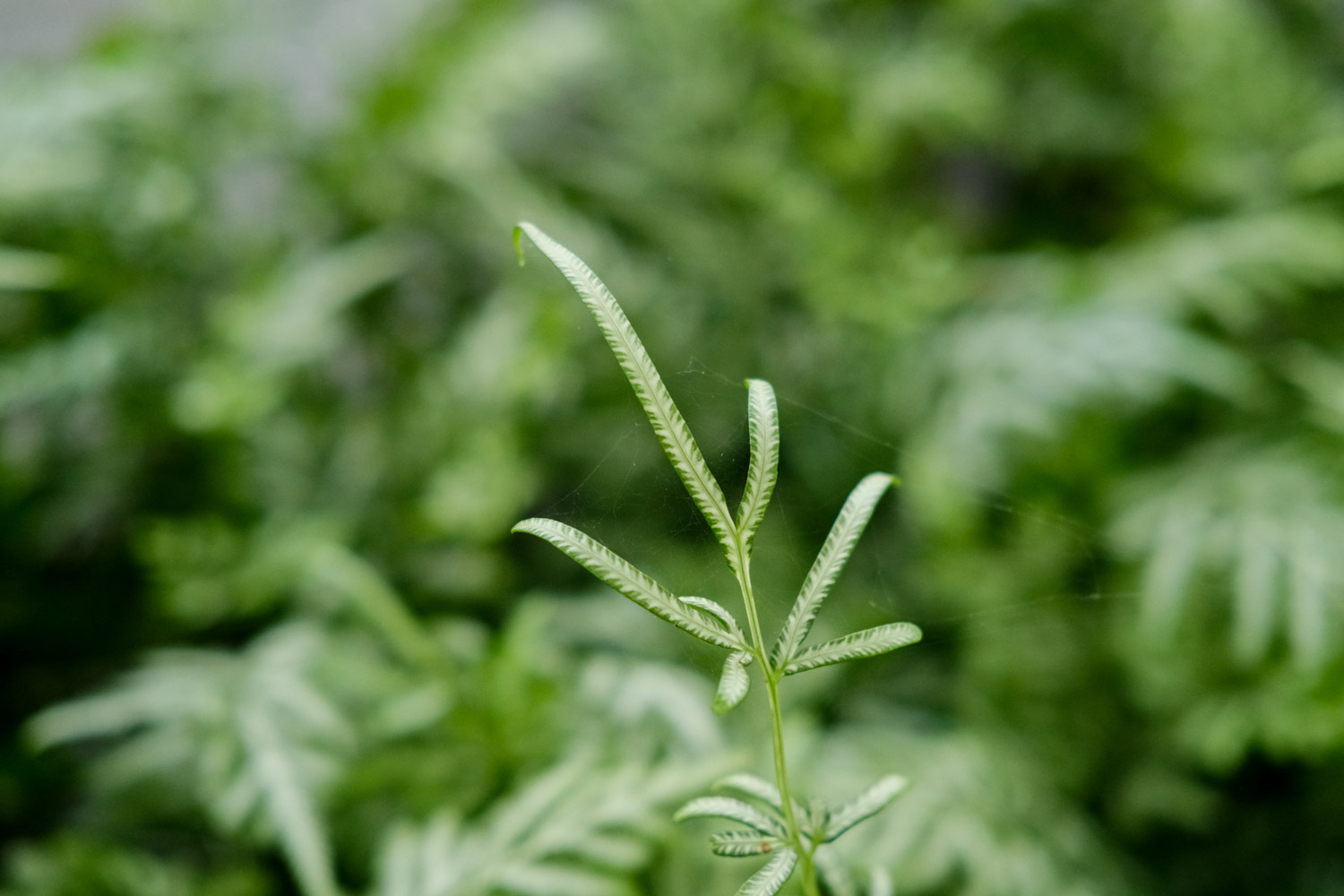 Pteris