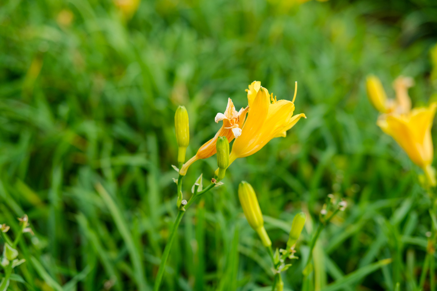 Hemerocallis