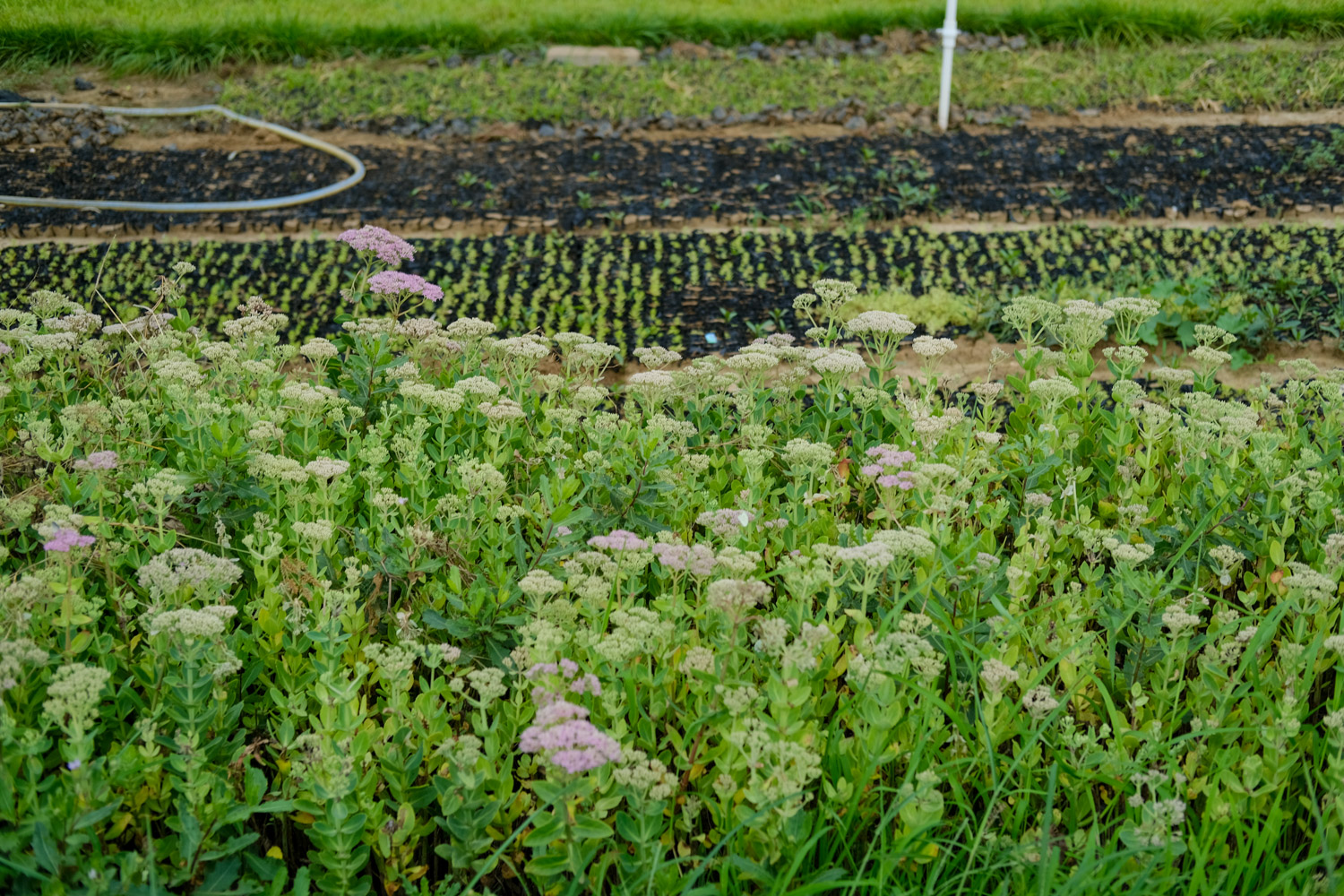 Sedum spectabile