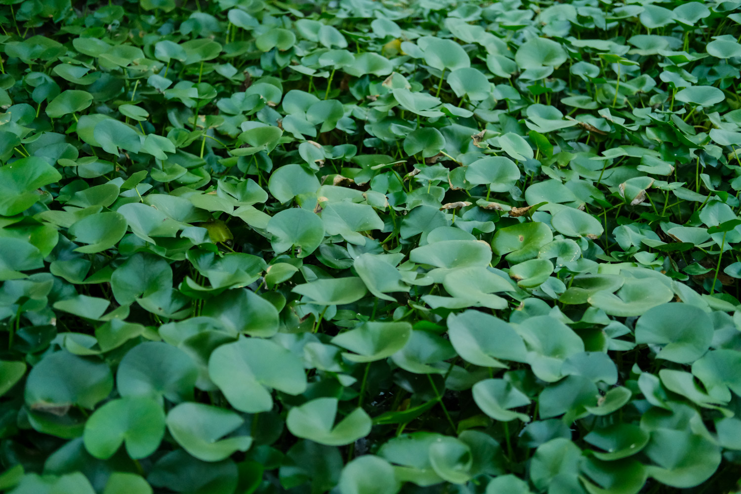 Water lilies