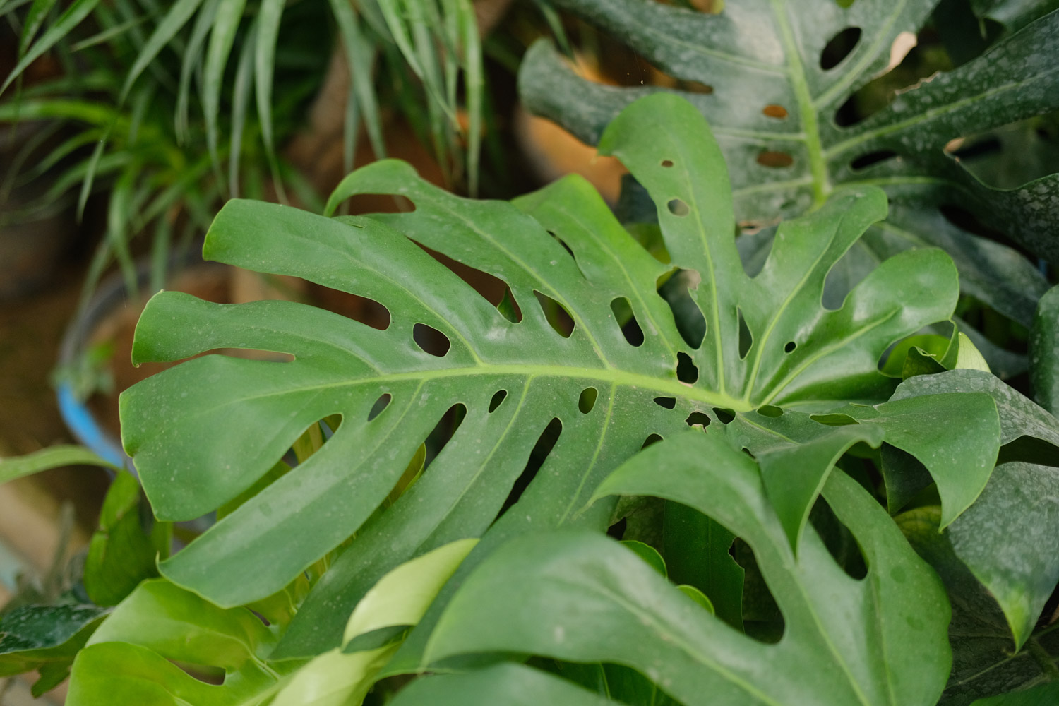 Phyllostachys pubescens