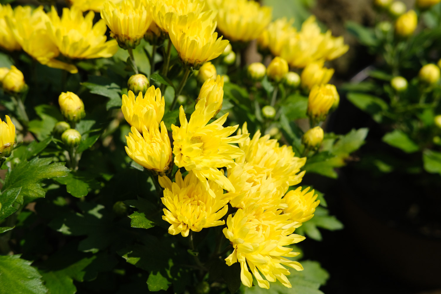 Chrysanthemum