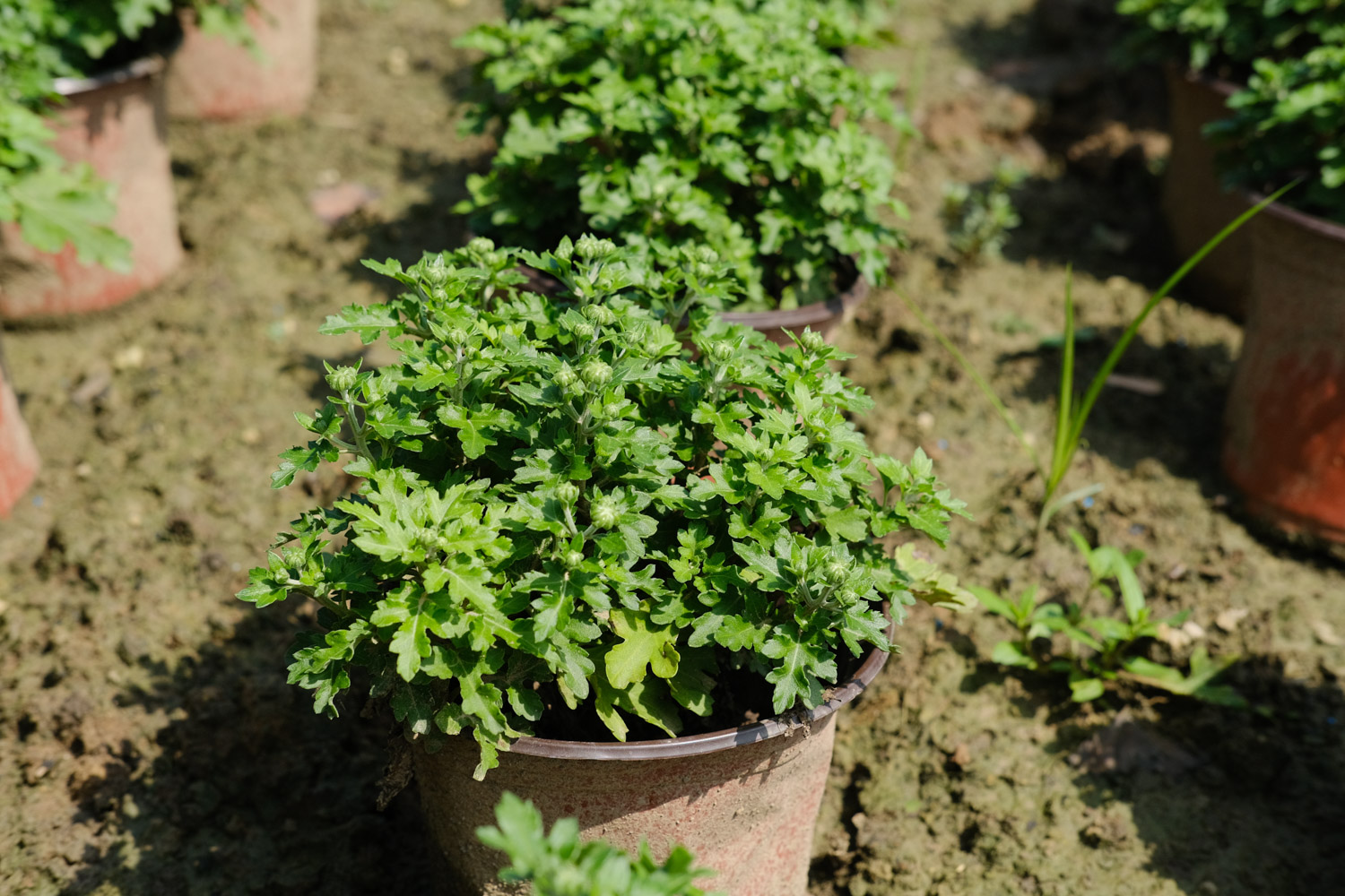 Chrysanthemum