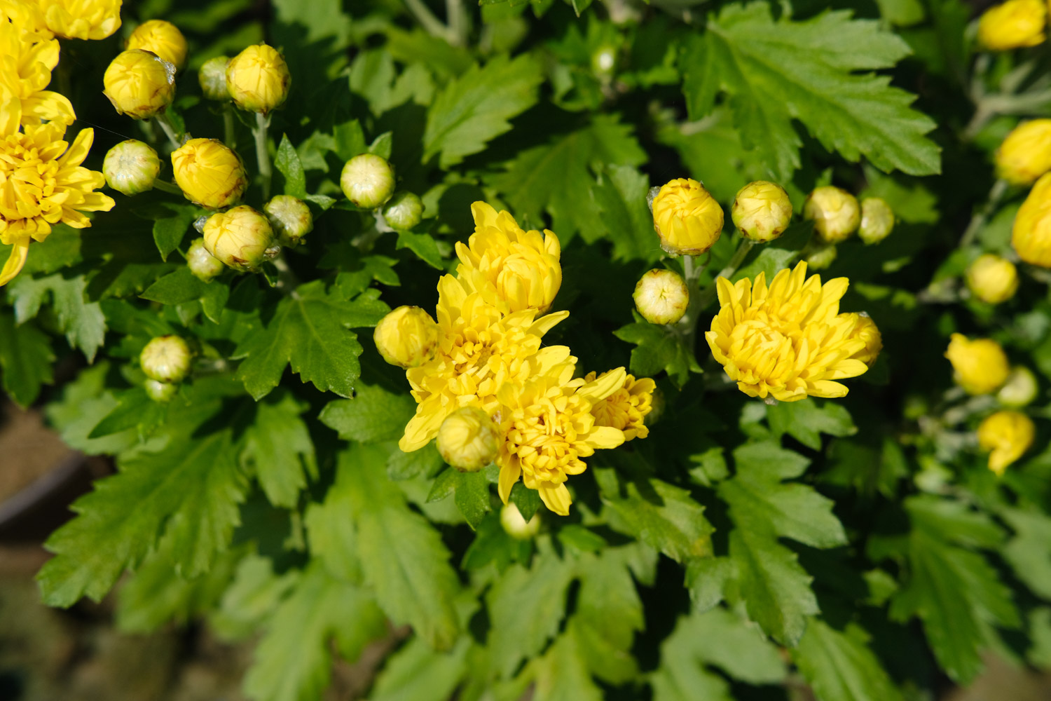 Chrysanthemum