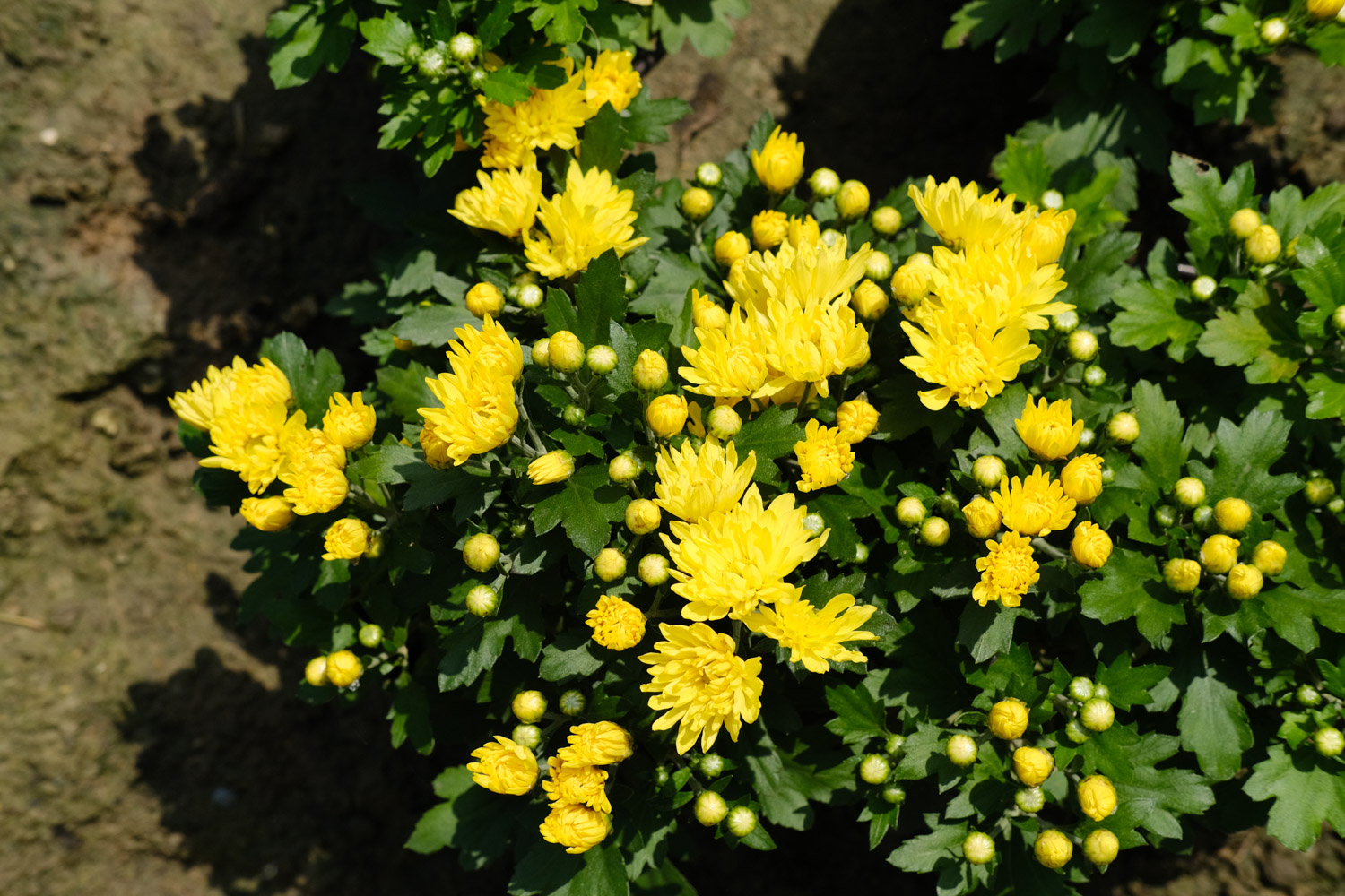 Chrysanthemum