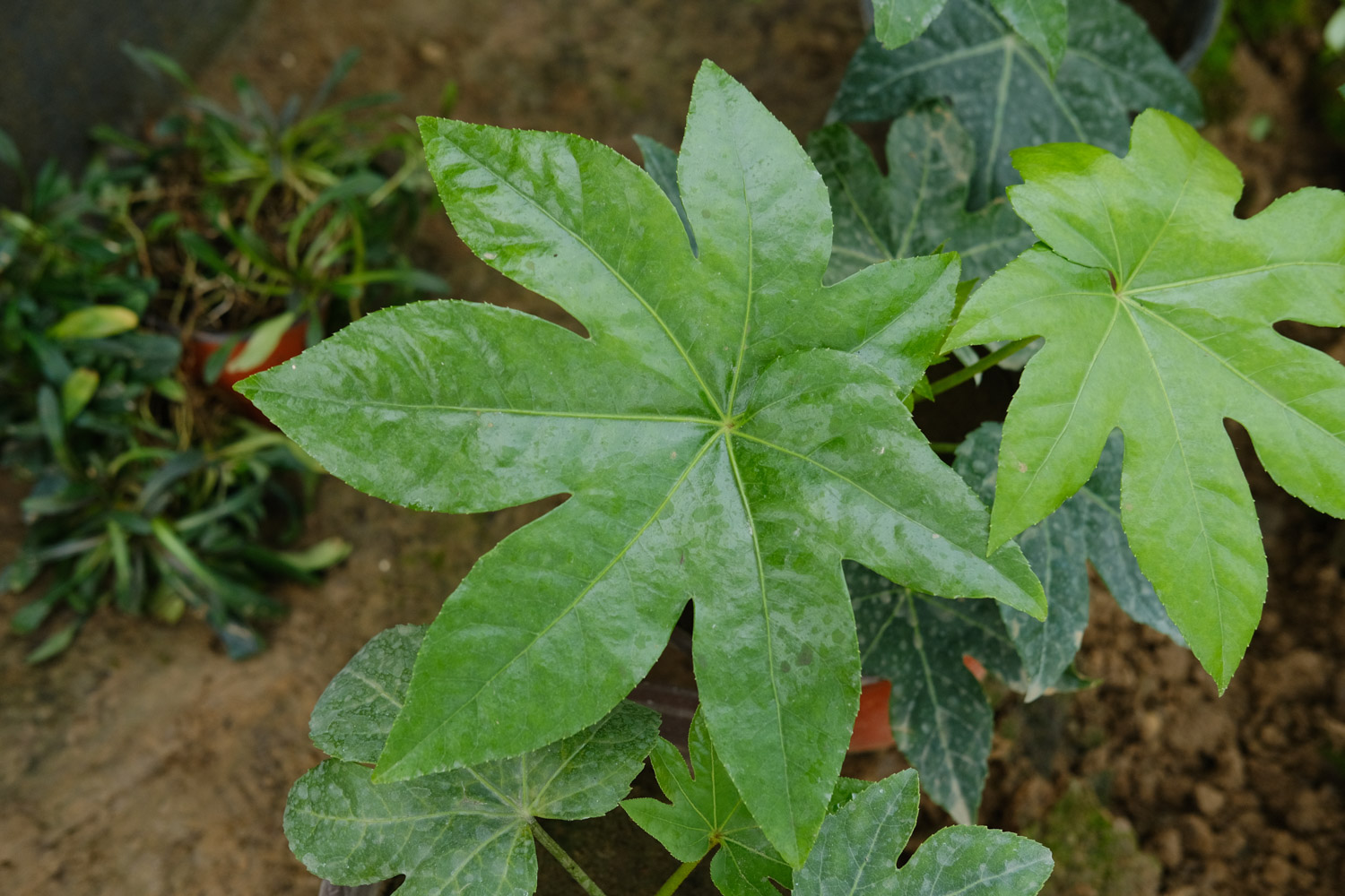 Fatsia japonica