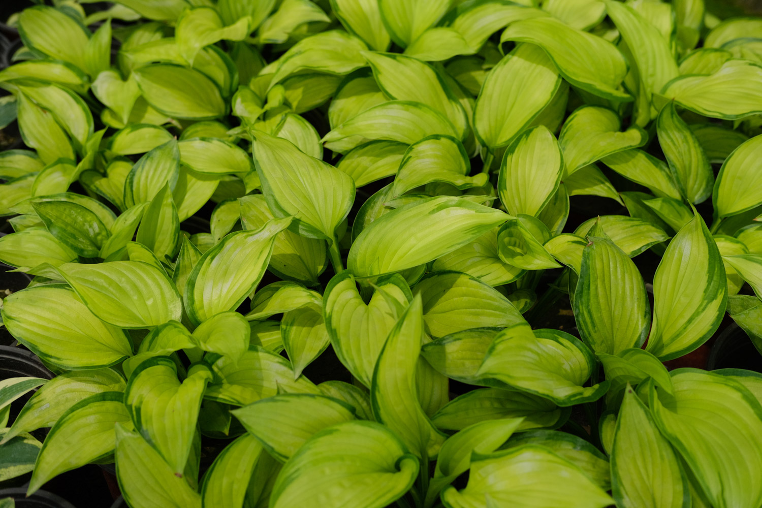 Hosta