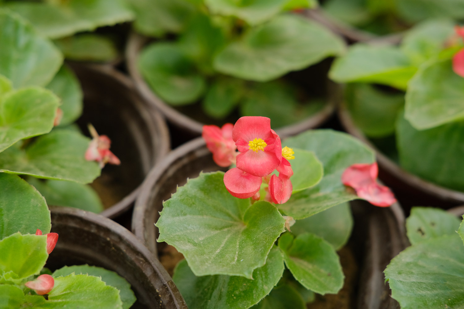 Begonia semperflorens