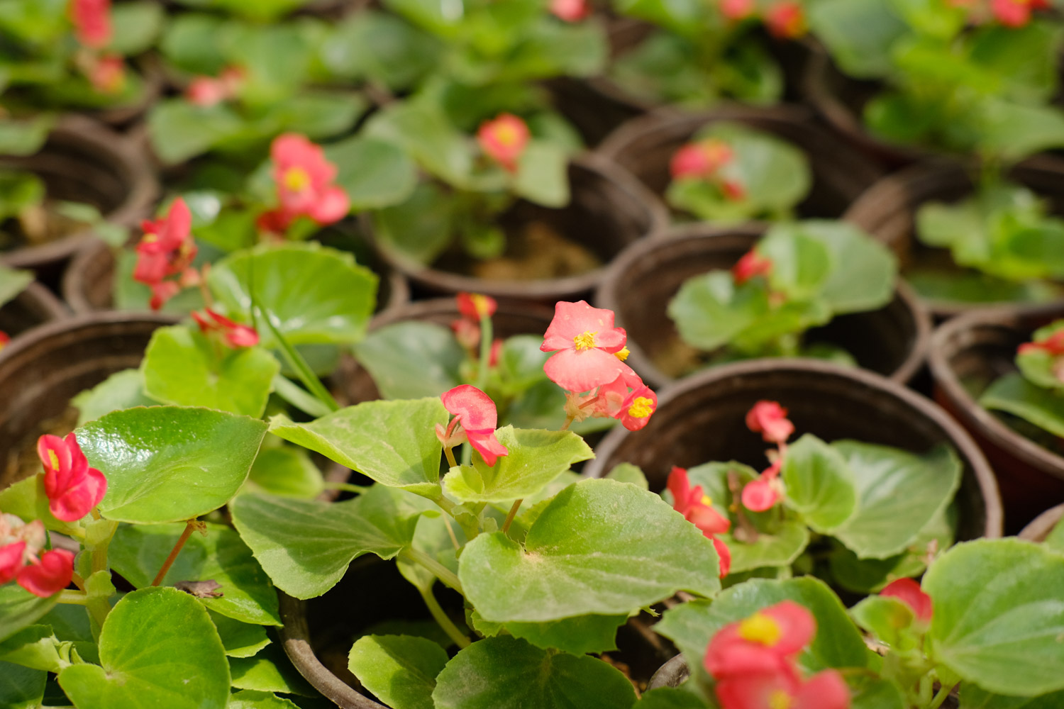 Begonia semperflorens