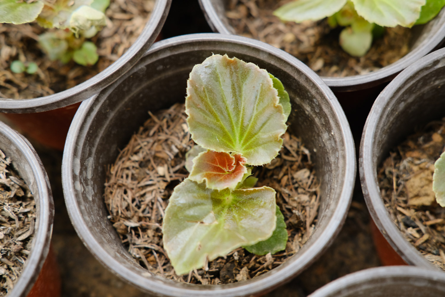 Begonia semperflorens