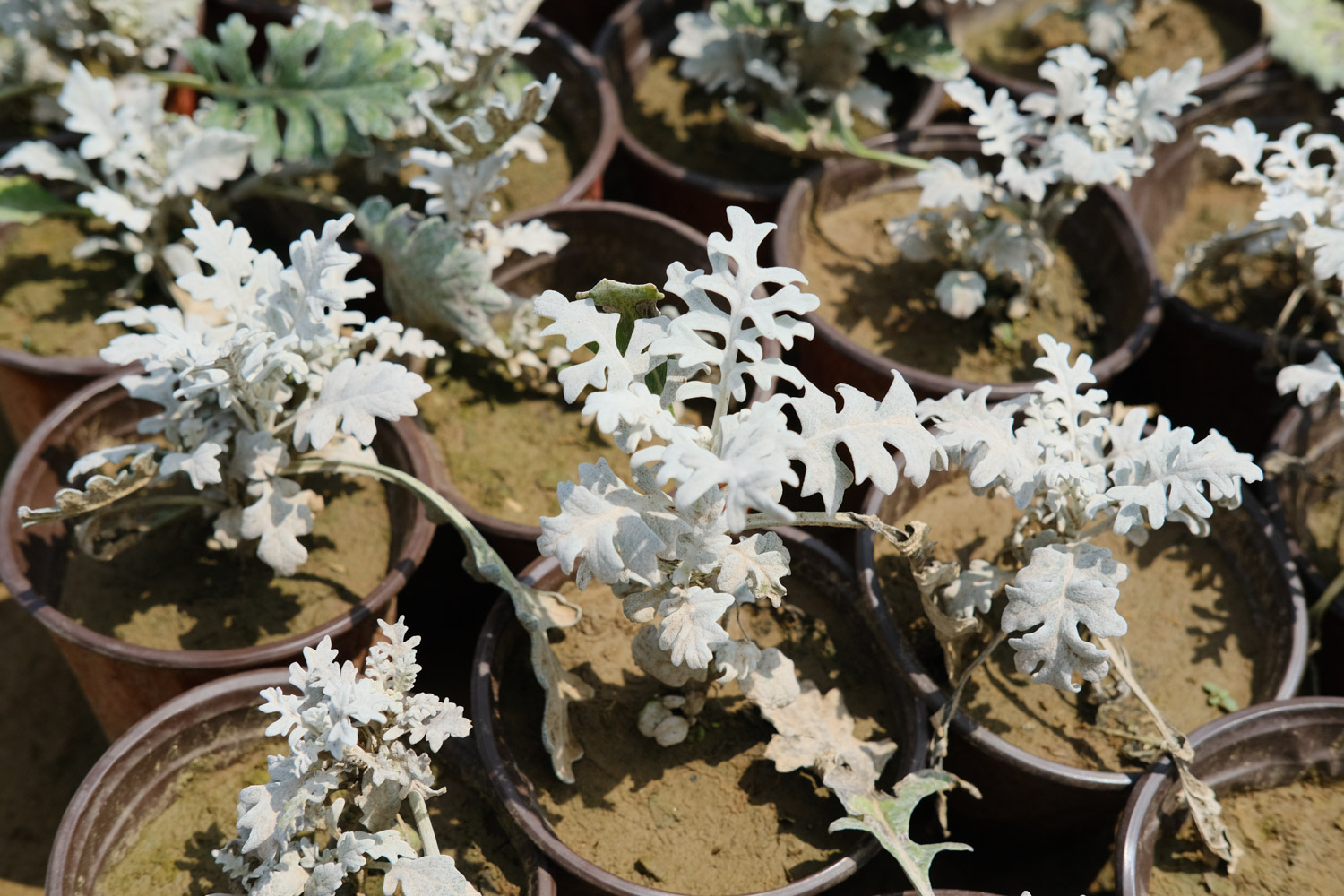 Silver leaf Chrysanthemum