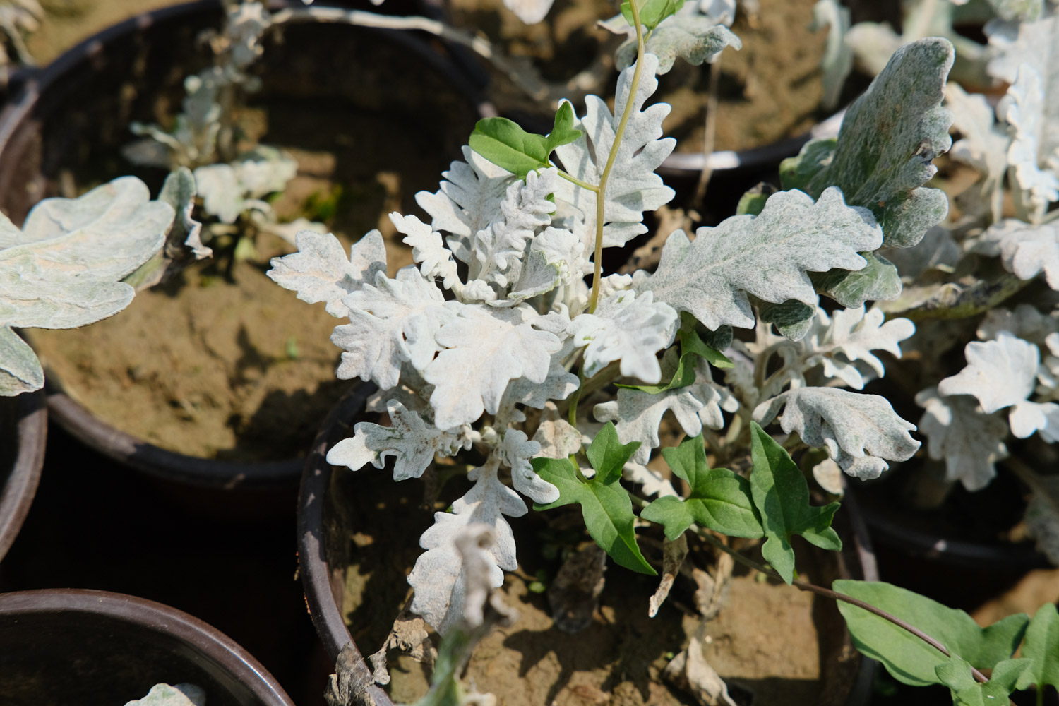 Silver leaf Chrysanthemum