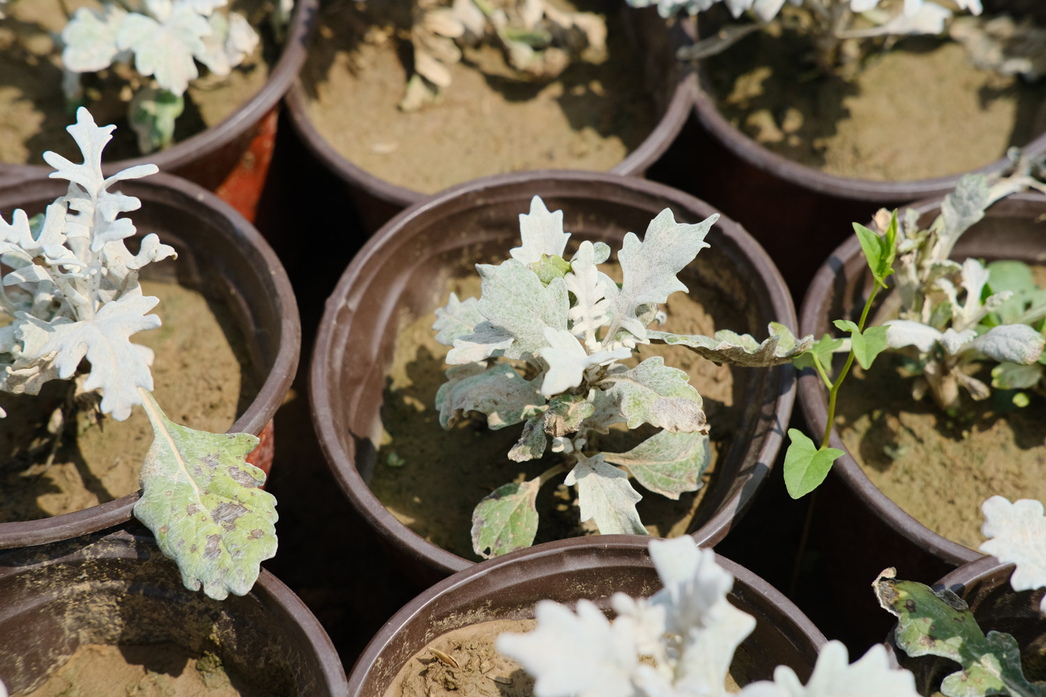 Silver leaf Chrysanthemum