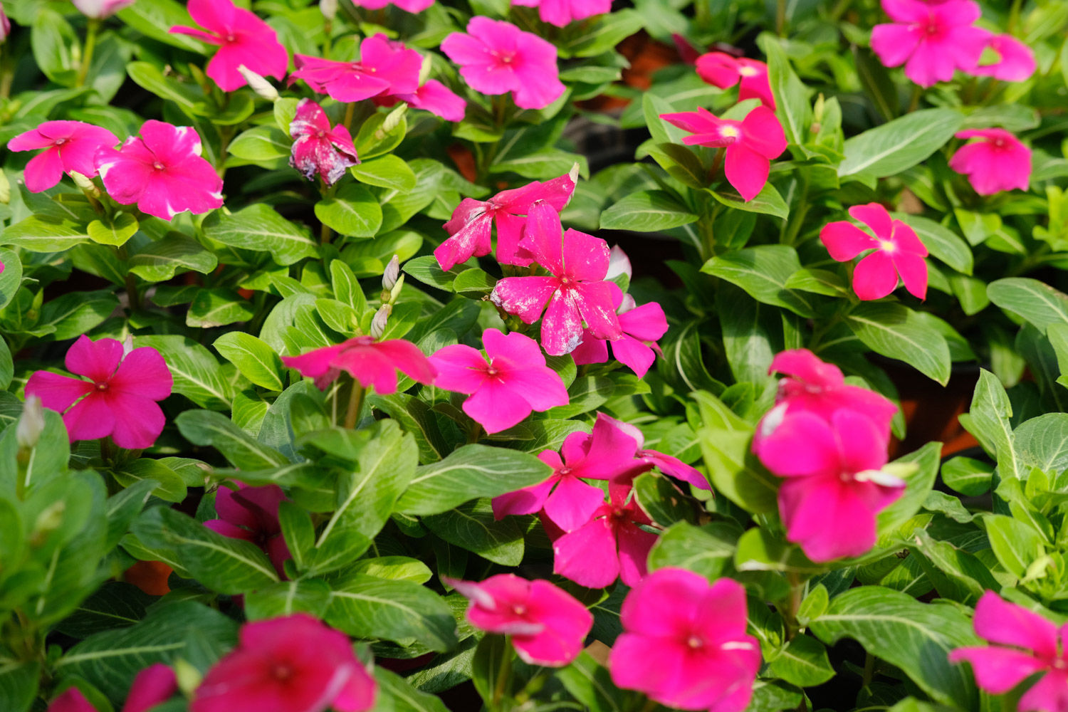 Madagascar rosy periwinkle