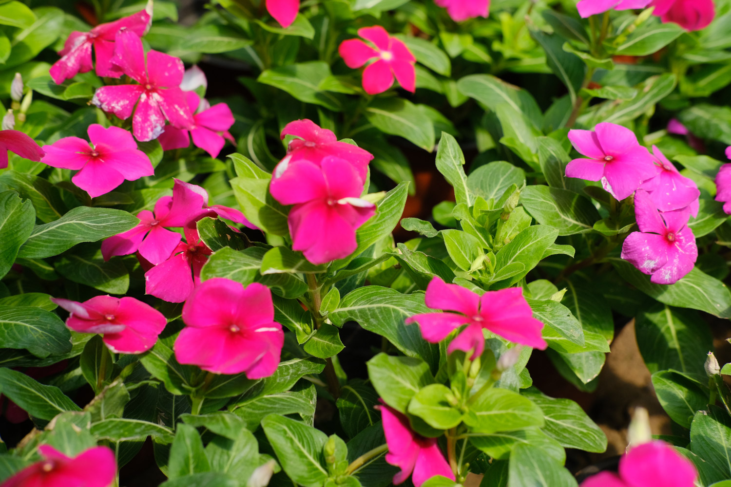 Madagascar rosy periwinkle