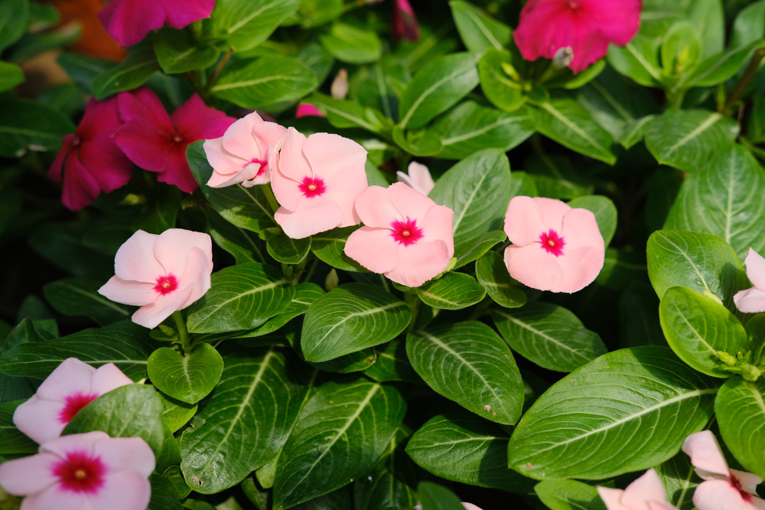 Madagascar rosy periwinkle