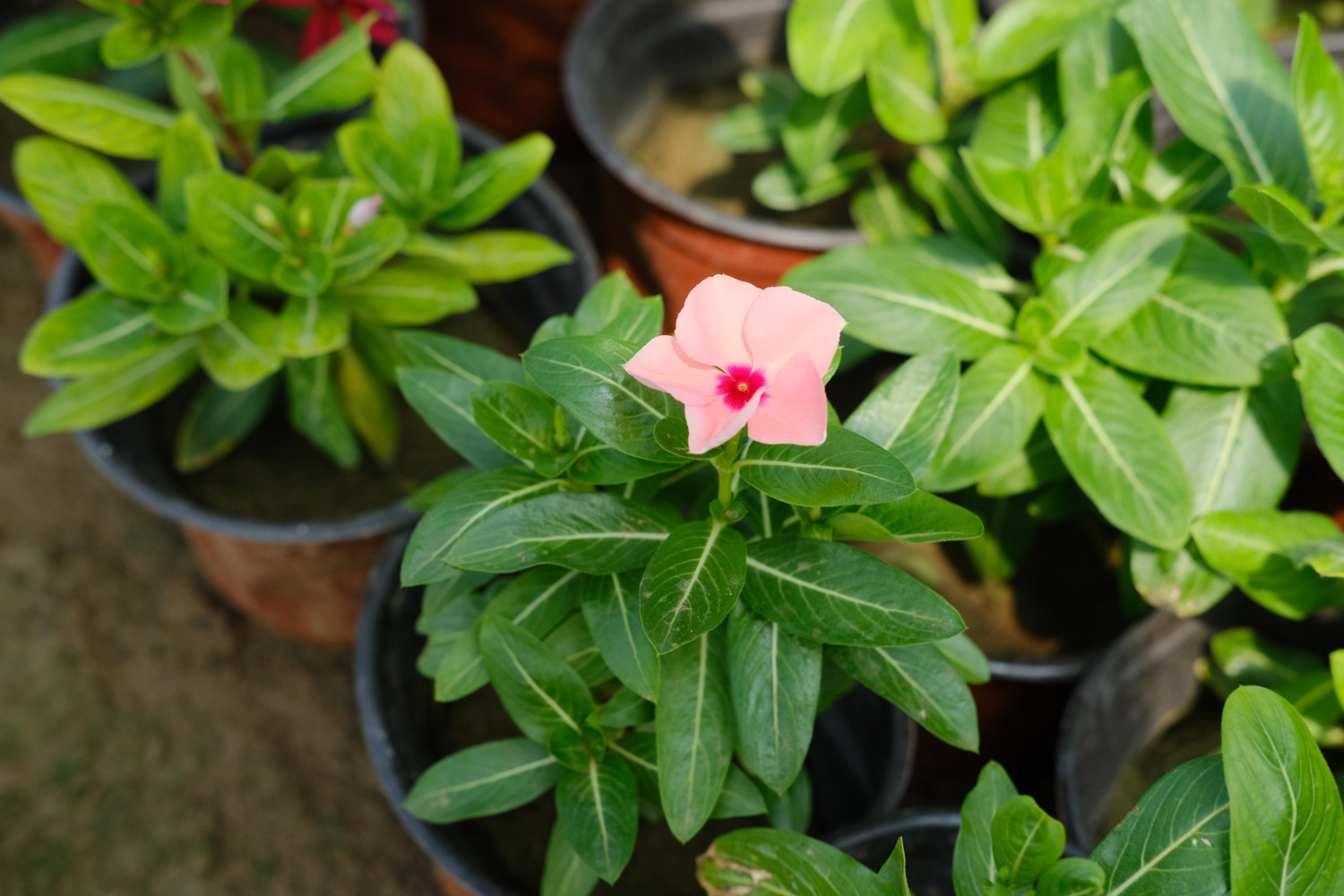 Madagascar rosy periwinkle