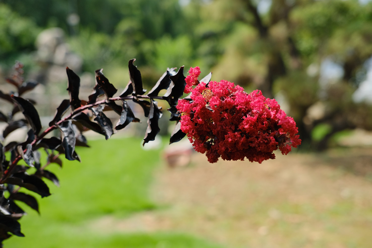 Crape myrtle