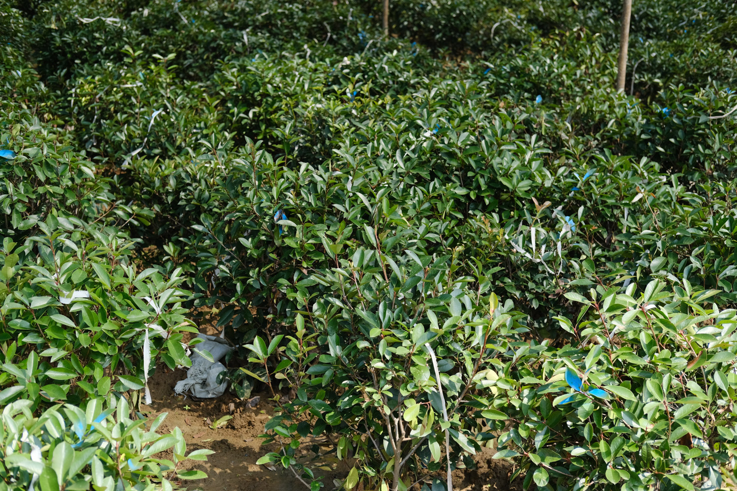 Chinese photinia