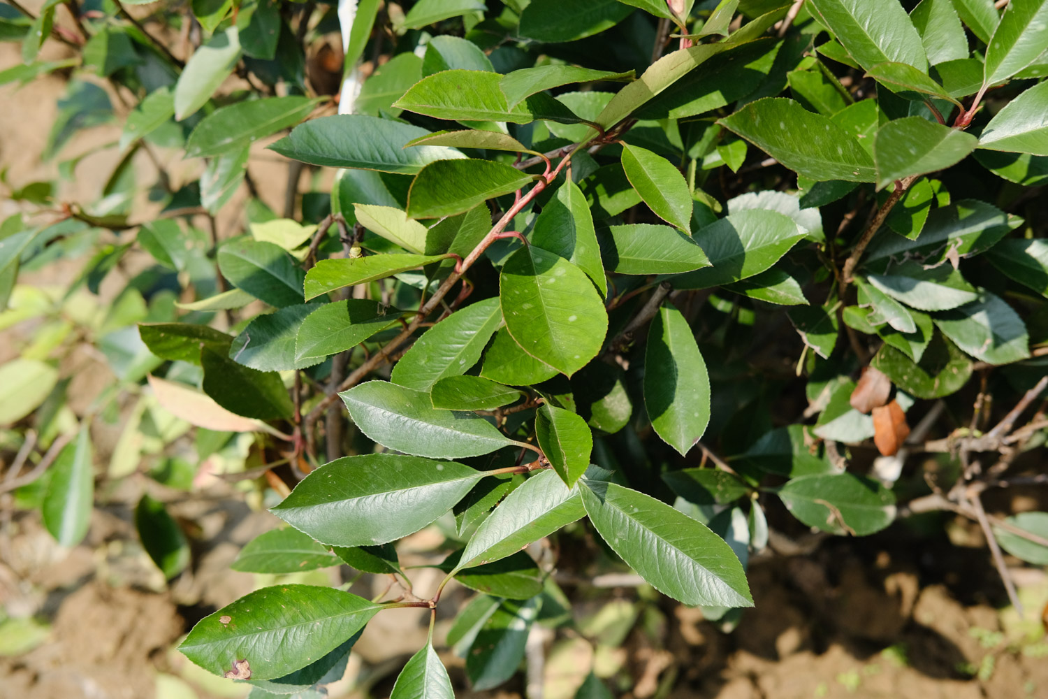 Chinese photinia