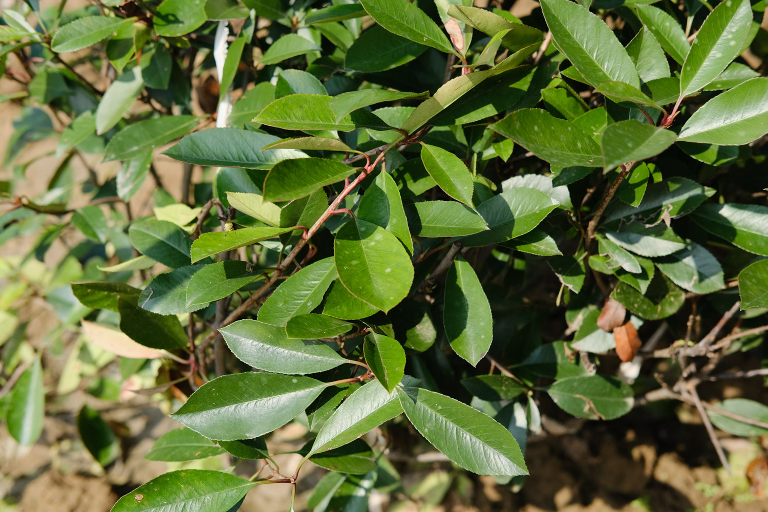 Chinese photinia