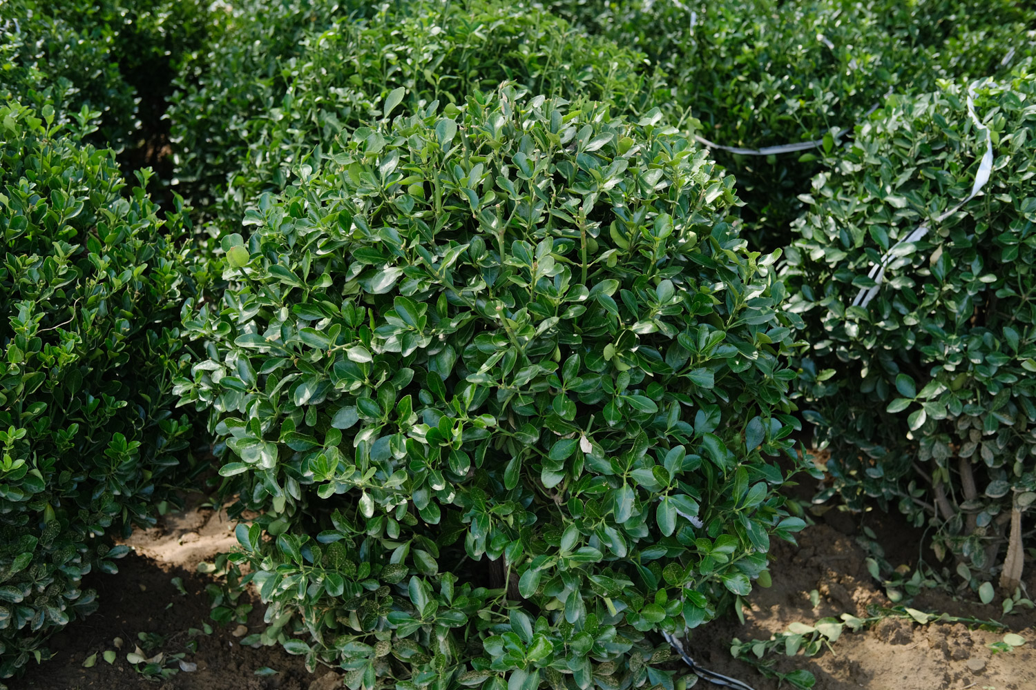 Boxwood