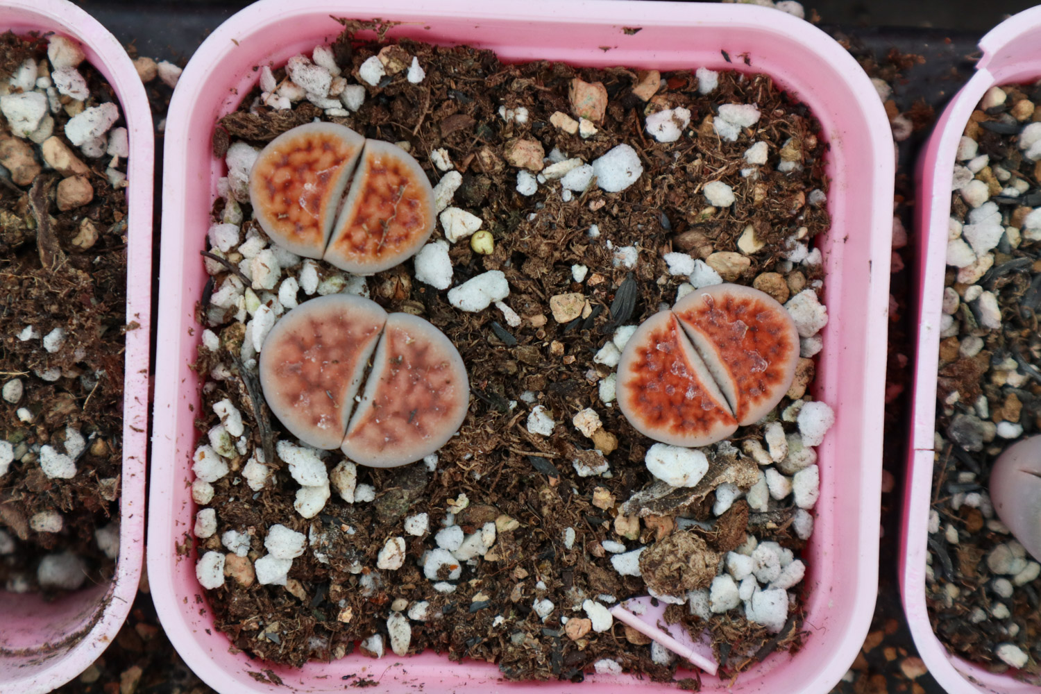 Lithops