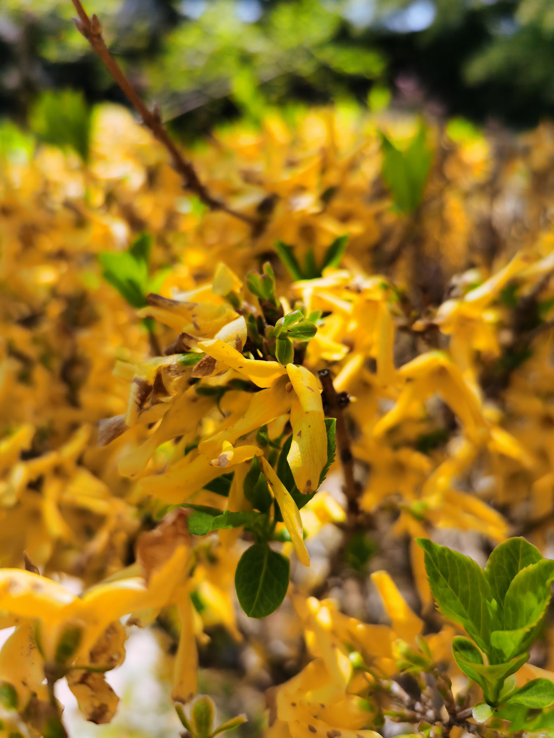 Forsythia suspensa