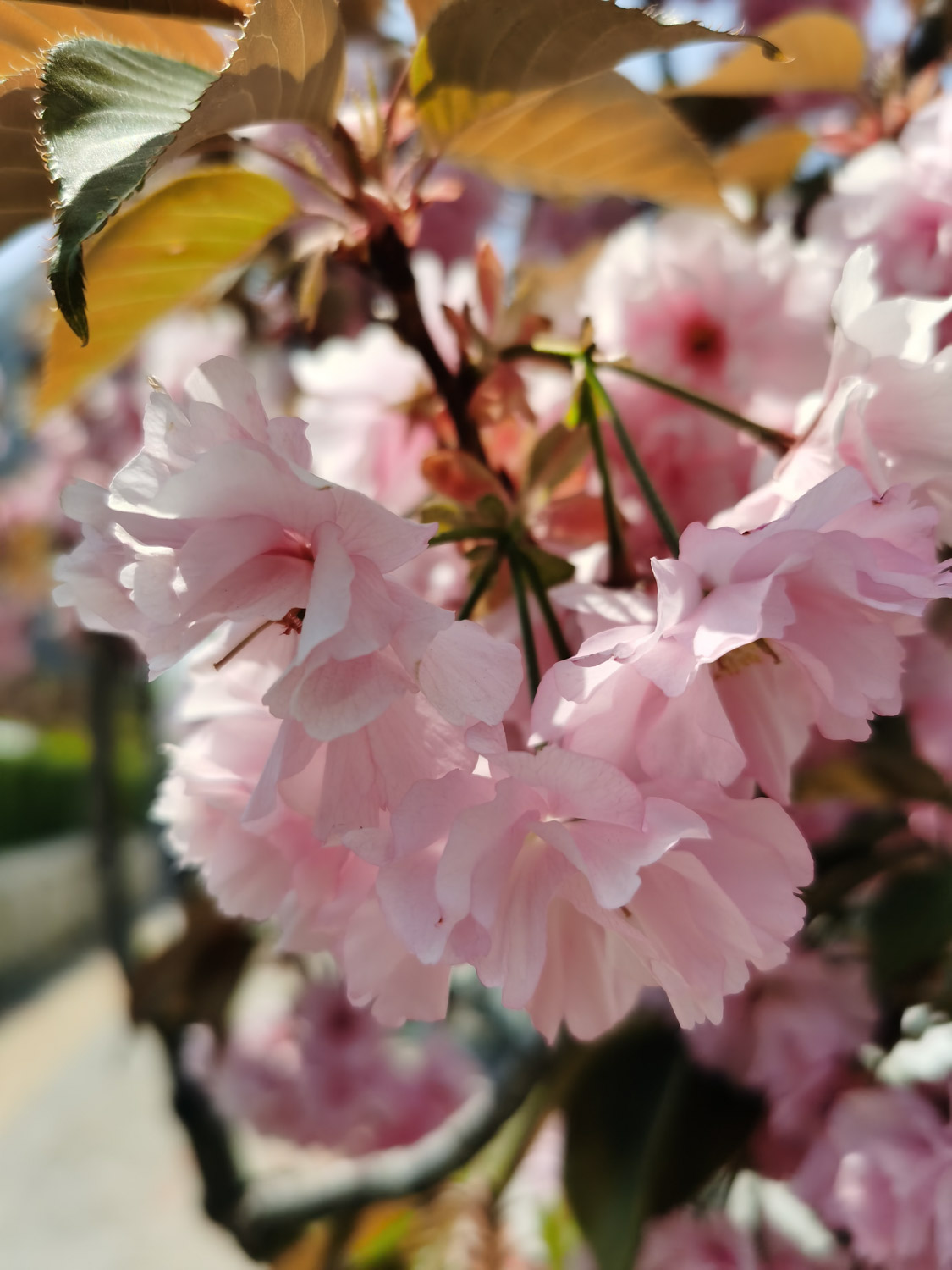 cherry blossoms