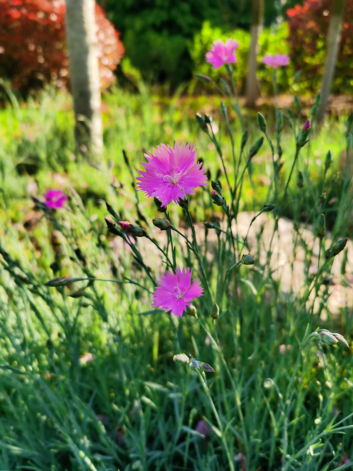 dianthus