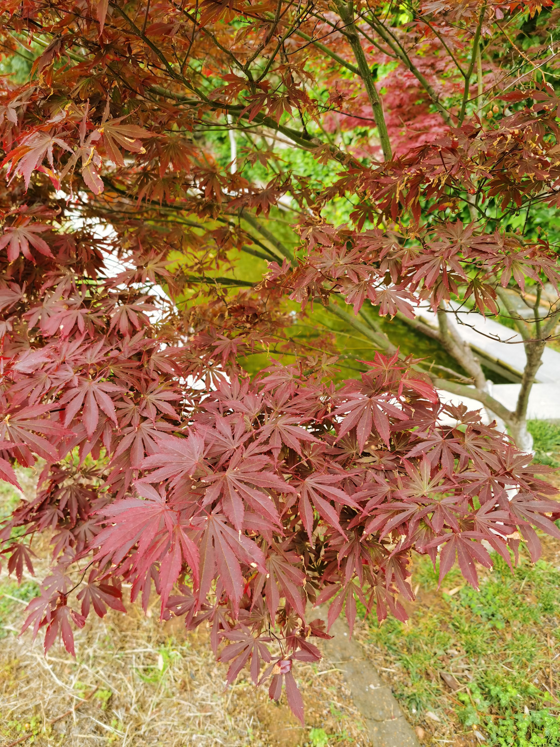 red maple