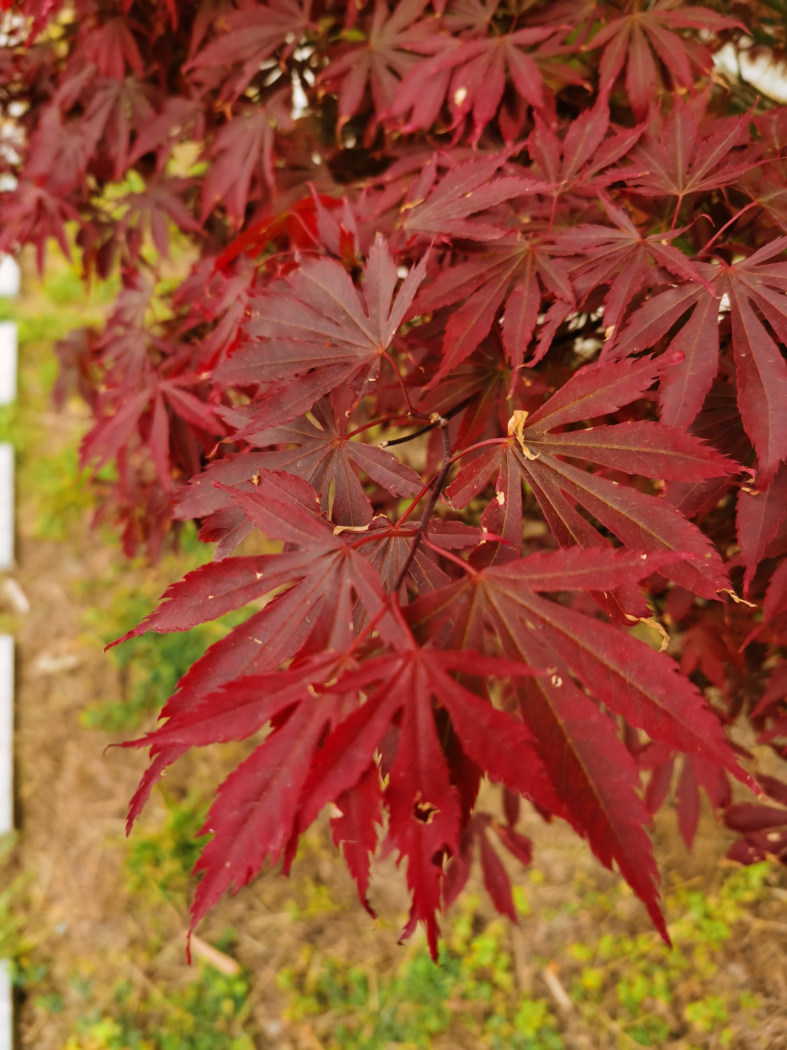 red maple