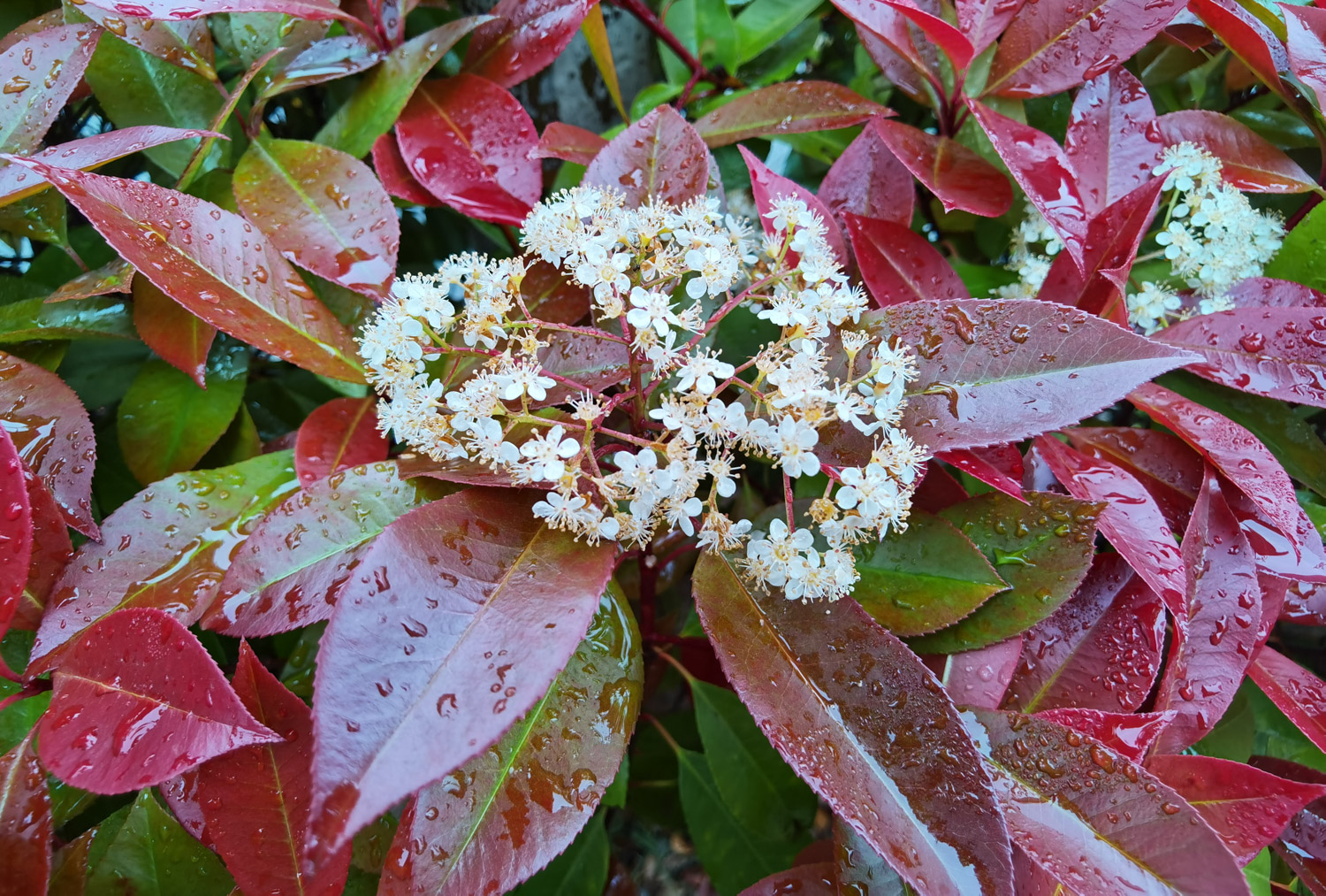 Chinese photinia