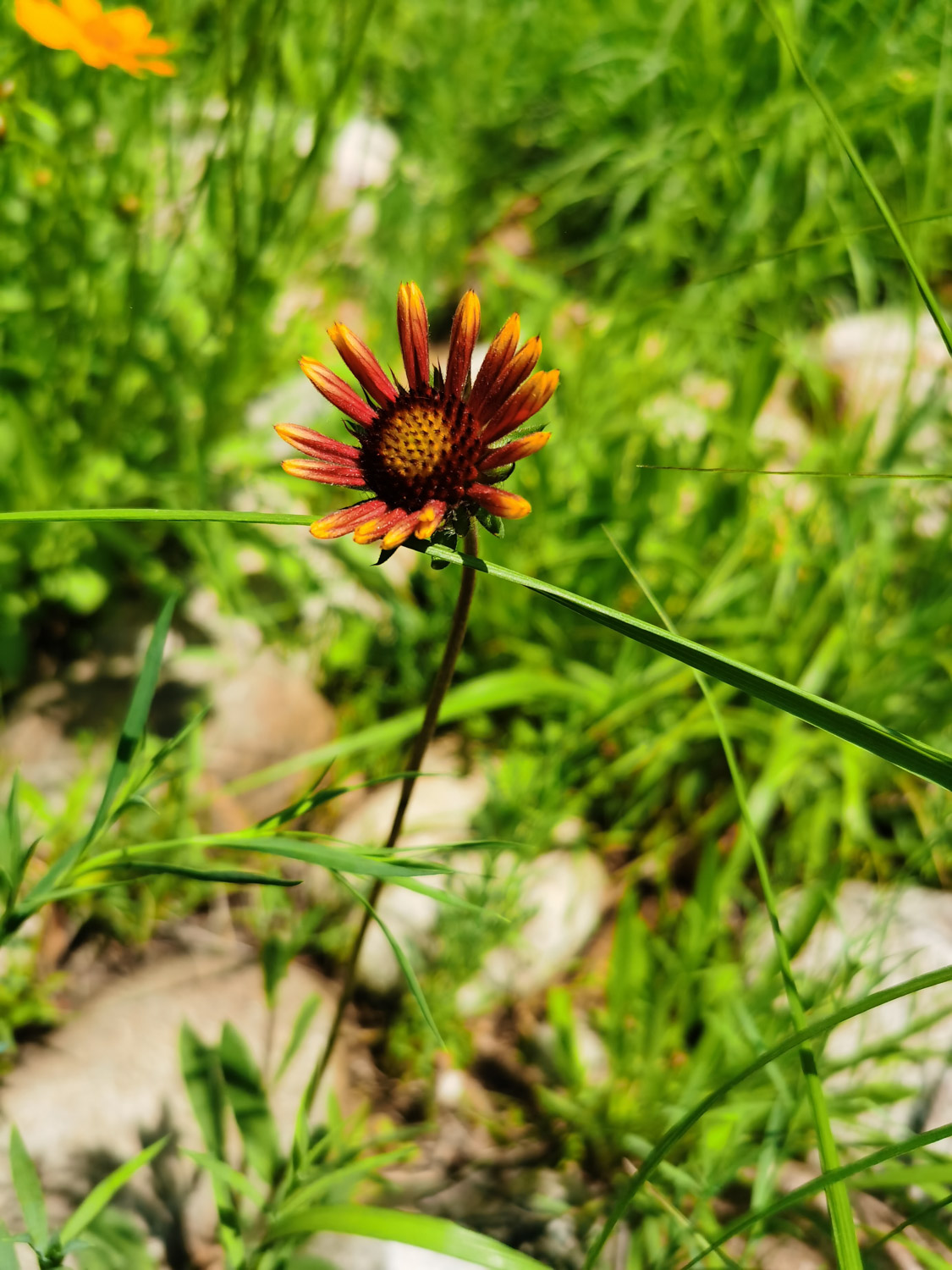 Chrysanthemum