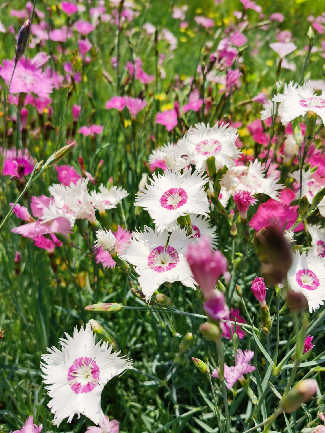 dianthus