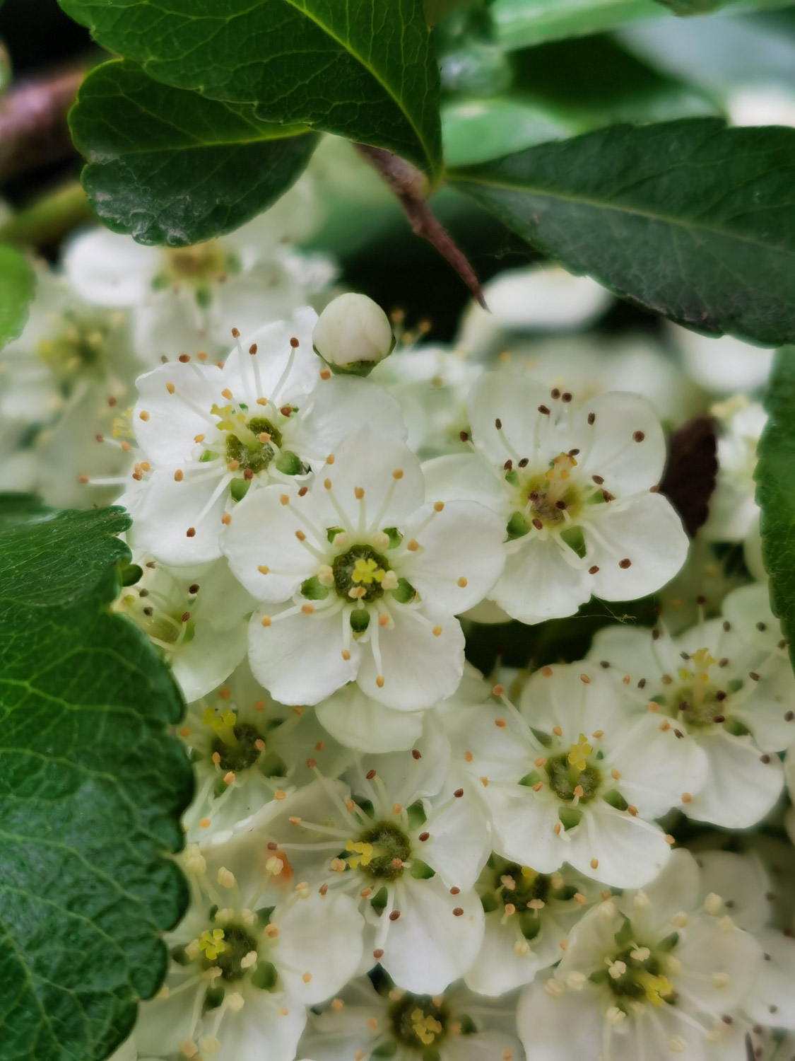 pyracantha