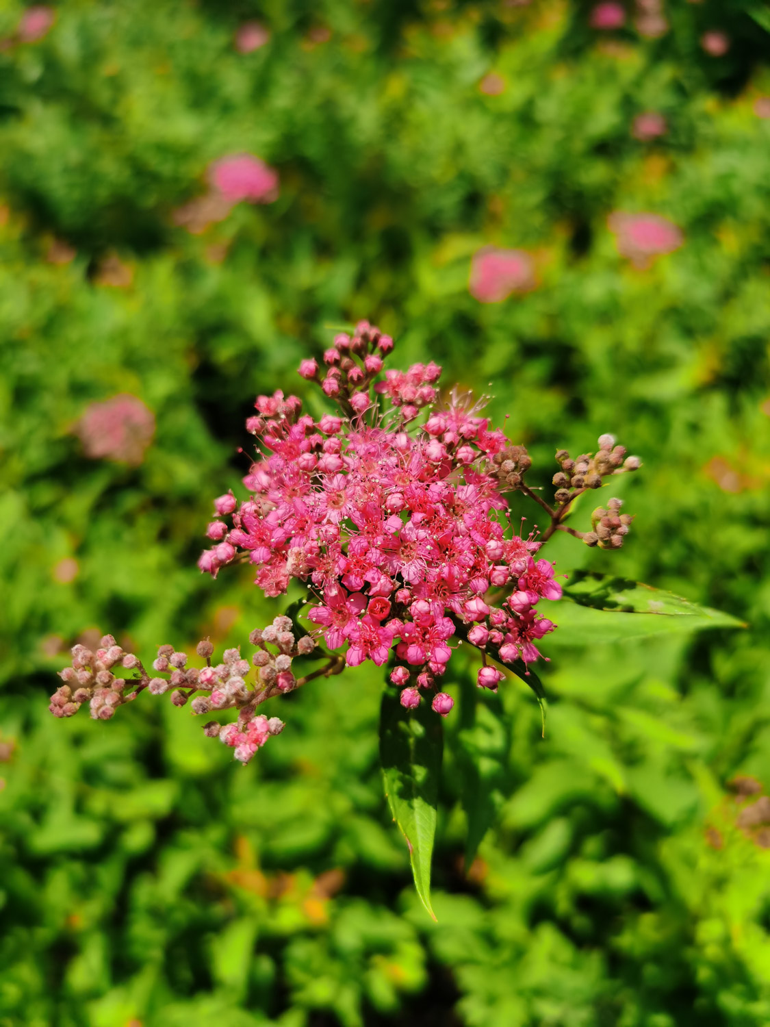 Spiraea