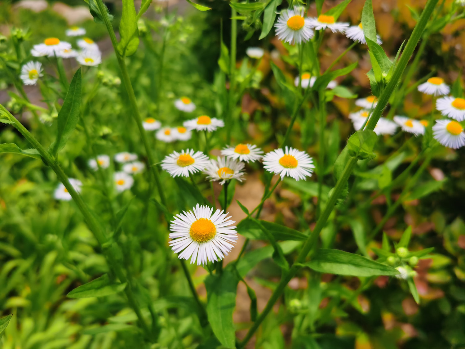 annual fleabane