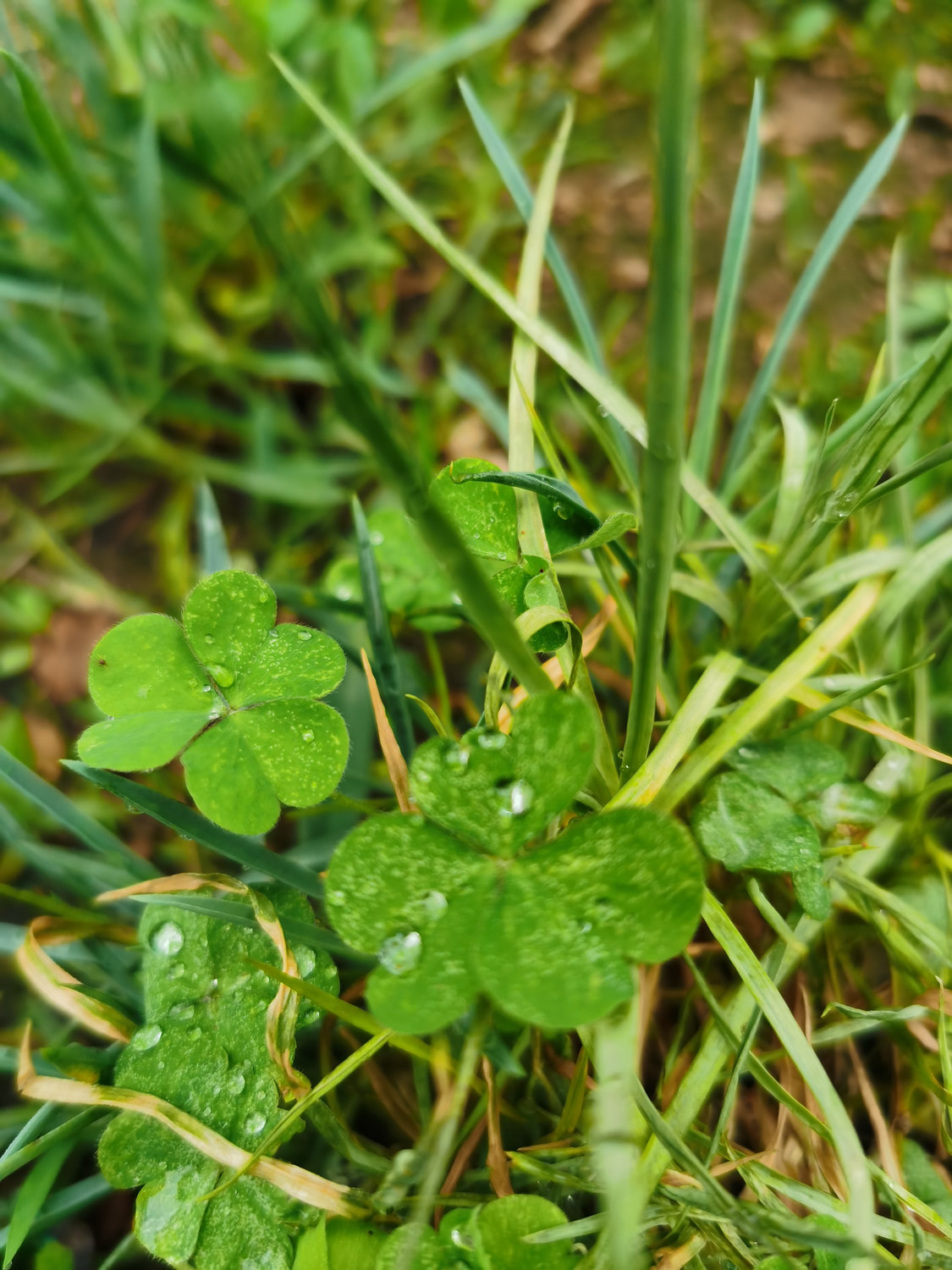 creeping oxalis