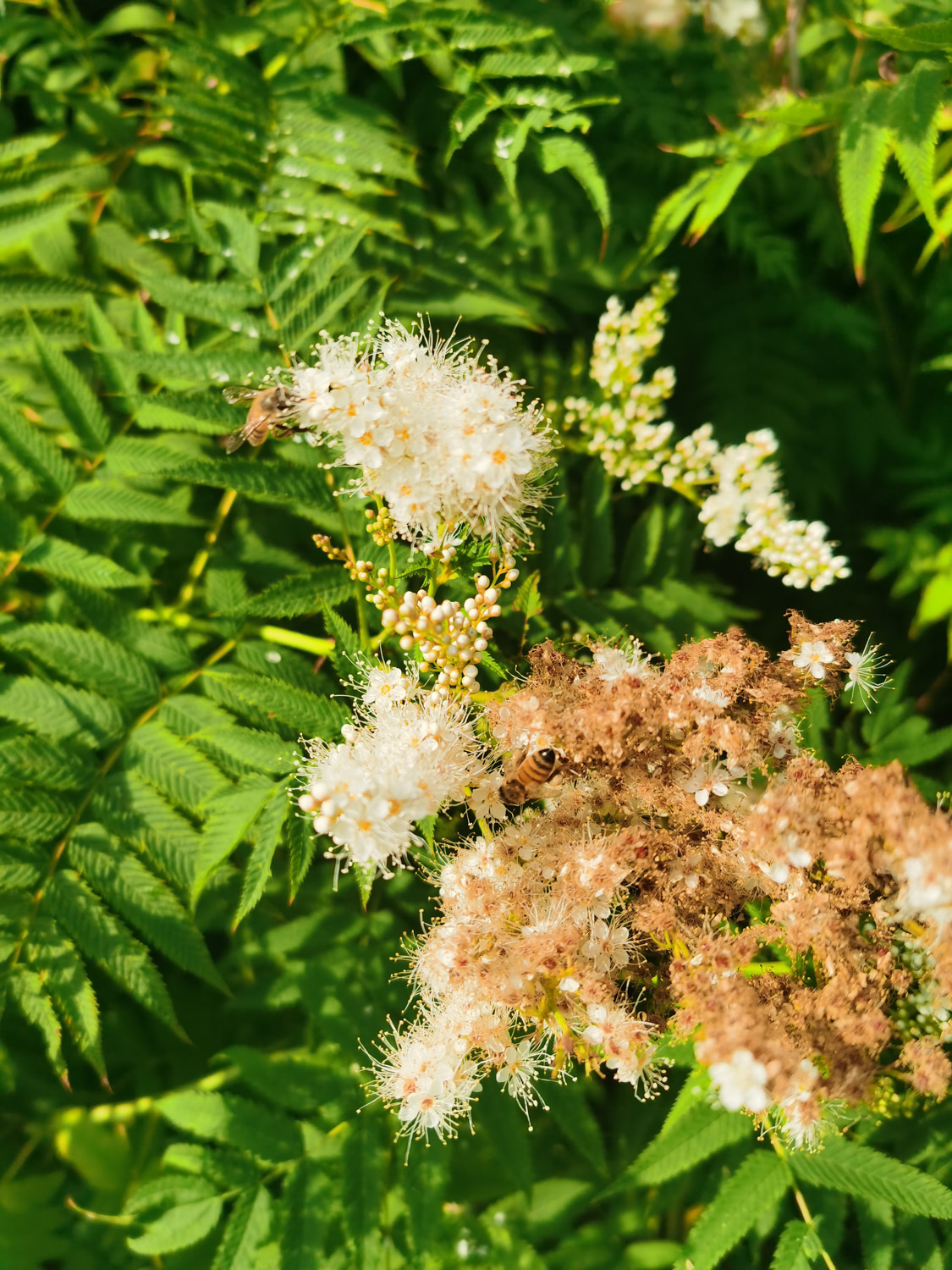 Sorbaria sorbifolia