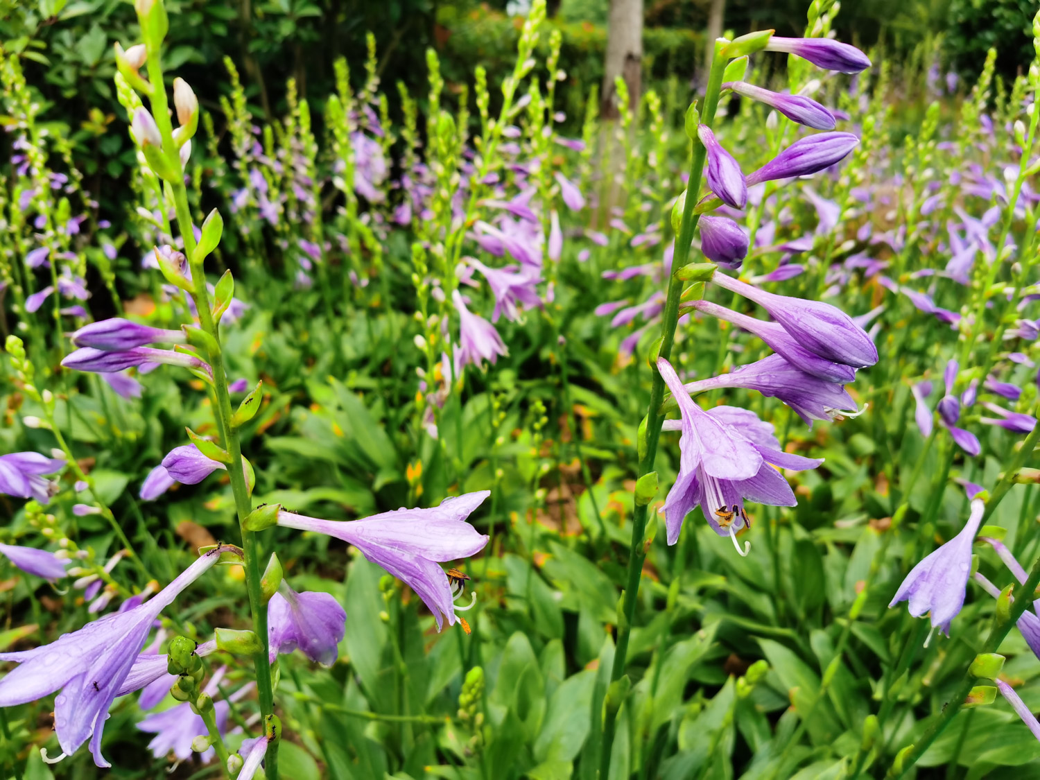 Hosta