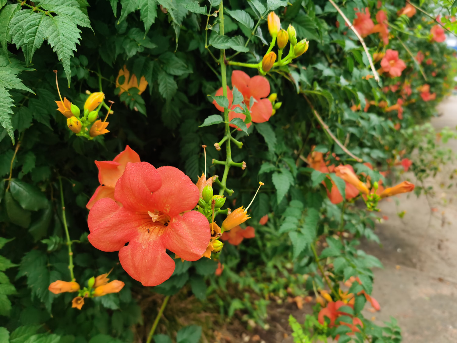 Chinese trumpet creeper