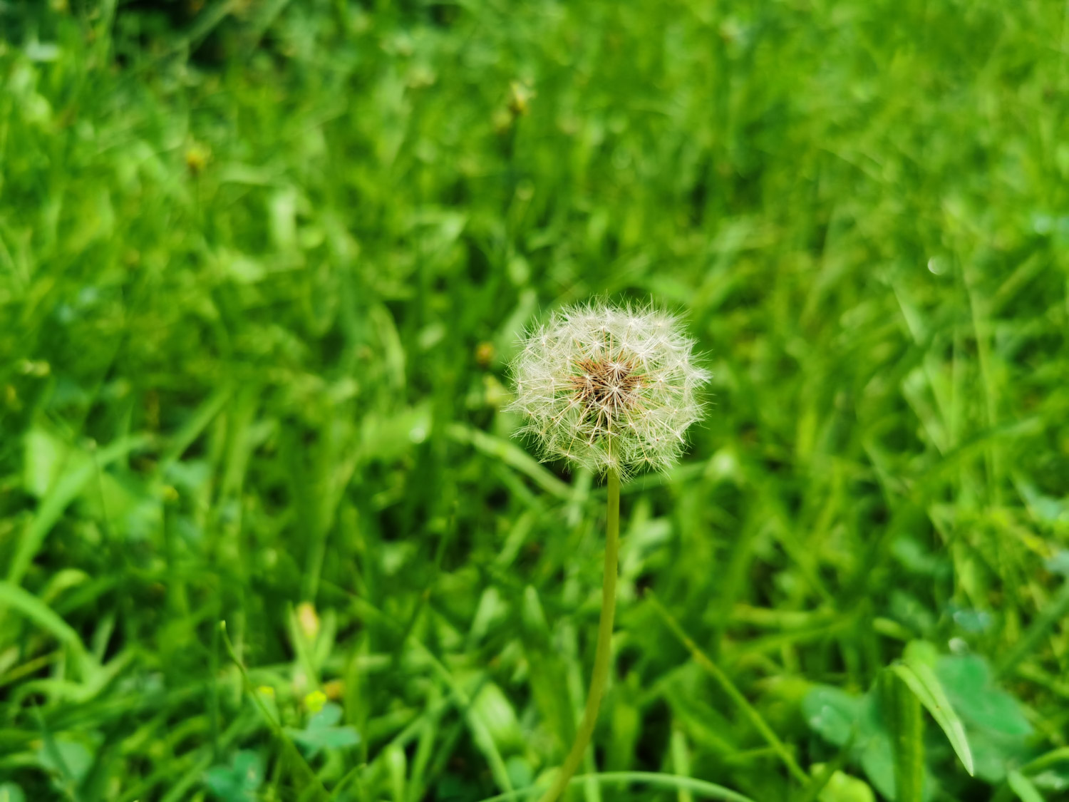 Dandelion