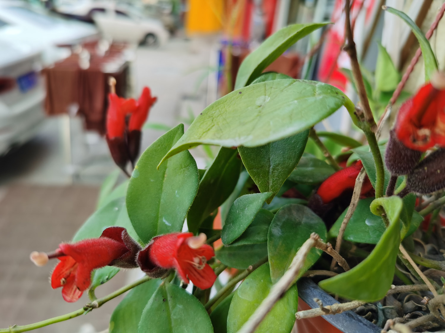 Aeschynanthus pulcher 