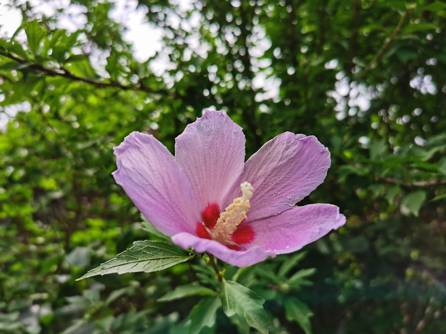 hibiscus